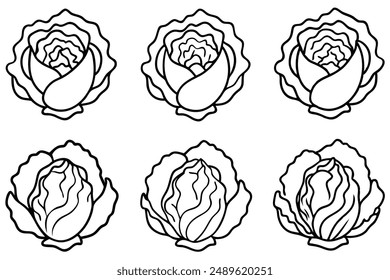 Napa Cabbage Line Art Fantasy