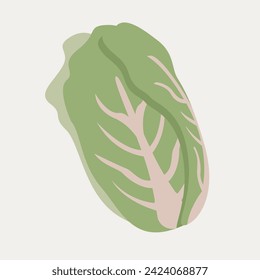 Napa cabbage simple flat illustration