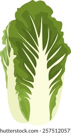 Napa Cabbage Vegetable Illustration Isolated on White Background