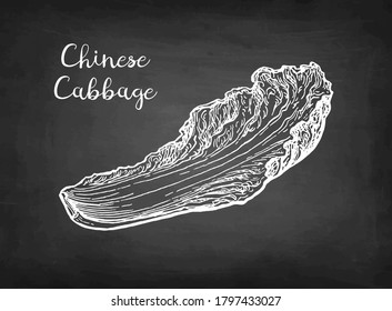 Napa or Chinese cabbage. Chalk sketch on blackboard background. Hand drawn vector illustration. Retro style.