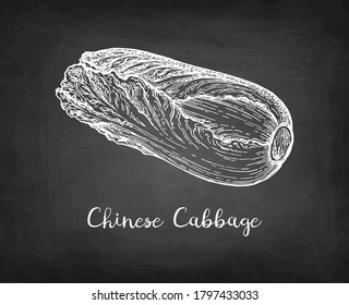 Napa or Chinese cabbage. Chalk sketch on blackboard background. Hand drawn vector illustration. Retro style.