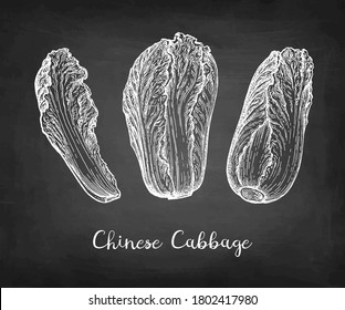 Napa or Chinese cabbage. Chalk sketch on blackboard background. Hand drawn vector illustration. Retro style.