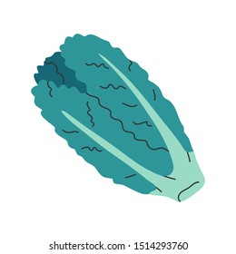 Napa illustration. Hand drawn colored vector drawing clipart isolated. Organic chinese green cabbage. Flat trendy style, handdrawn illustration for vegetarian icon, poster, banner, logo, menu.