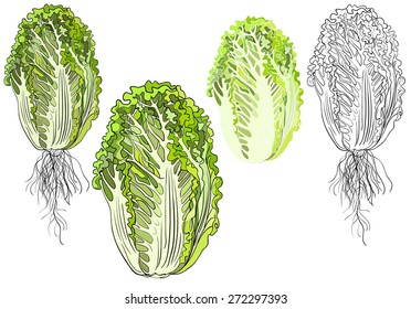 Napa or nappa cabbage (Brassica rapa subsp. pekinensis or Brassica rapa Pekinensis Group) is a type of Chinese cabbage 