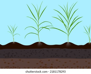 Napier grass planted on the ground