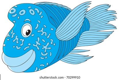 ナポレオンフィッシュ の画像 写真素材 ベクター画像 Shutterstock
