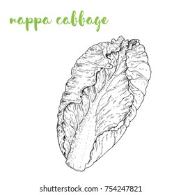 Nappa cabbage vector illustration. Engraved image. Sketch food illustration. Vegetable hand drawn.