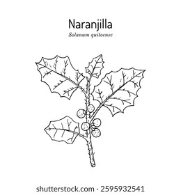 Naranjilla or lulo  (Solanum quitoense), medicinal and edible plant. Hand drawn botanical vector illustration