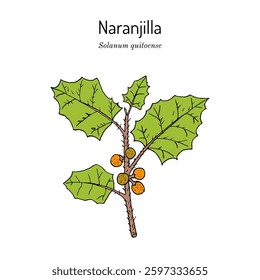 Naranjilla or lulo (Solanum quitoense), medicinal and edible plant. Hand drawn botanical vector illustration