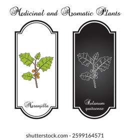Naranjilla or lulo (Solanum quitoense), medicinal and edible plant. Hand drawn botanical vector illustration