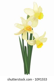 Narcissus