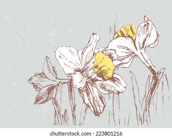 Narcissus