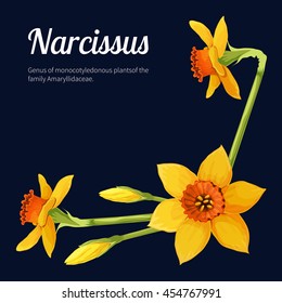 Narcissus