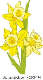 narcissus bouquet - vector
