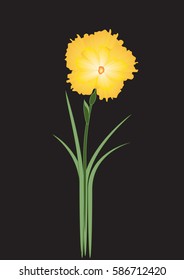 Narcissus bright yellow on a black background art abstract creative vector