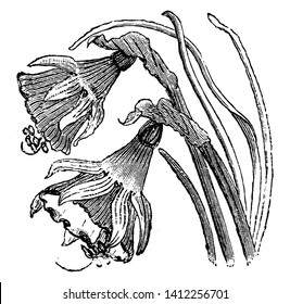 Narcissus bulbocodium is the species of flowering plant in the family Amaryllidaceae, is normally found in southern and western France, Spain and Portugal.It has a slightly expanded conspicuus corona