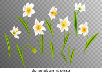 Narcissus. Collection lovely daffodils. Spring flowers for your design Vector realistic flowers. On a transparent background.