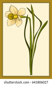 Narciso, Imágenes vectoriales de colores. Ilustración floral dibujada a mano en estilo de acuarela