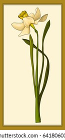 Narcissus, colored vector images. Hand drawn floral illustration in watercolor style