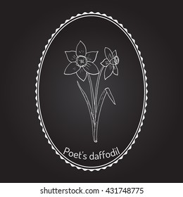 Narcissus, or daffodil, daffadowndilly, jonquil . Hand drawn botanical vector illustration.
