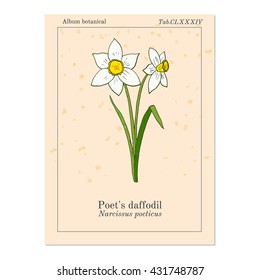 Narcissus, or daffodil, daffadowndilly, jonquil . Hand drawn botanical vector illustration.