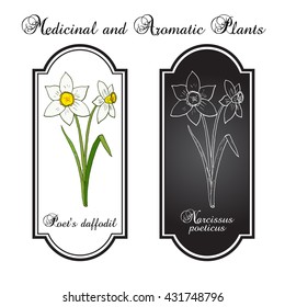 Narcissus, or daffodil, daffadowndilly, jonquil . Hand drawn botanical vector illustration.