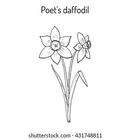 Narcissus, or daffodil, daffadowndilly, jonquil . Hand drawn botanical vector illustration.