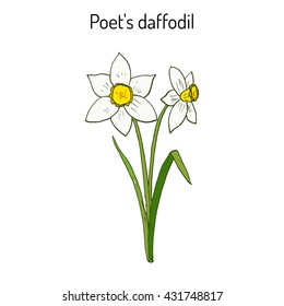 Narcissus, or daffodil, daffadowndilly, jonquil . Hand drawn botanical vector illustration.