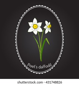 Narcissus, or daffodil, daffadowndilly, jonquil . Hand drawn botanical vector illustration.