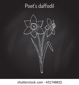 Narcissus, or daffodil, daffadowndilly, jonquil . Hand drawn botanical vector illustration.