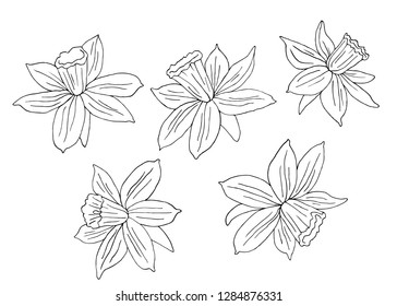 Narcissus or daffodils. Hand drawn vector illustration. Monochrome black and white ink sketch. Line art. Isolated on white background.