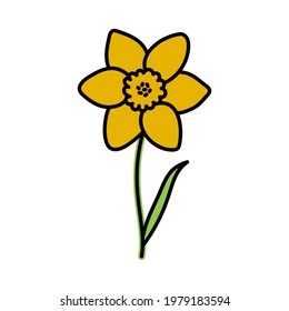Narcissus. Doodle flower with stem and leaf. Vector hand drawn color sketch