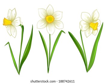 Narcissus, eps10