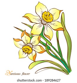 Narcissus flower