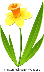 Narcissus flower