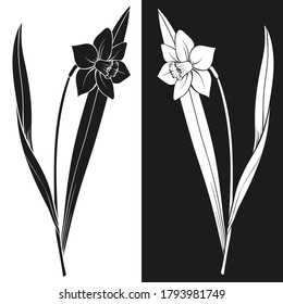 Narcissus flower black and white silhouette. Hand drawing sketch of blossomed daffodil plant with leaves on the stem. Vector decorative isolated element for natural, botanical, romantic design, tattoo