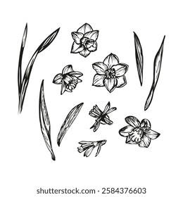 Narcissus flower botanical sketch outline illustration. Narcissus flowers spring doodle drawing in engraving style. Hand drawn vector line art clipart