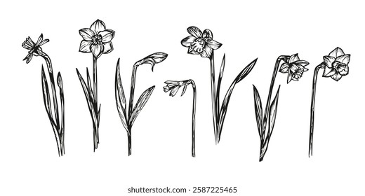 Narcissus flower botanical sketch outline illustration. Narcissus flowers spring doodle drawing in engraving style. Hand drawn vector line art clipart