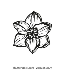 Narcissus flower botanical sketch outline illustration. Narcissus flowers spring doodle drawing in engraving style. Hand drawn vector line art clipart