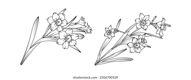 Arreglo de ramo de flores de Narciso línea de arte sobre fondo blanco. Elemento dibujado a mano botánico del narciso de la silueta para la boda, diseño del marco de la invitación, Ilustración vectorial