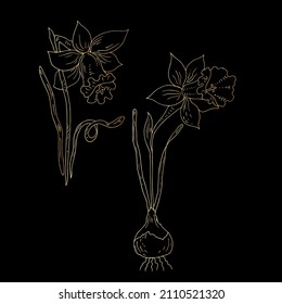 Narcissus flower with bulb. Vector linear illustration.