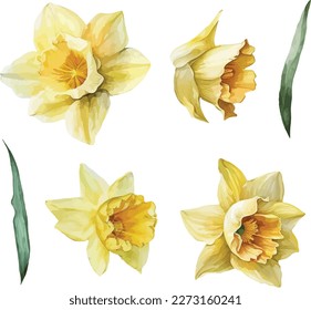 Narcissus flower, clipart, isolated vector illustration.