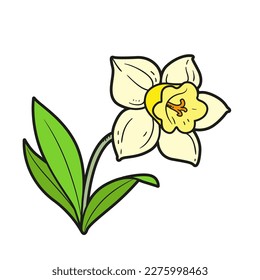 Narcissus flower color variation for coloring book isolated on white background