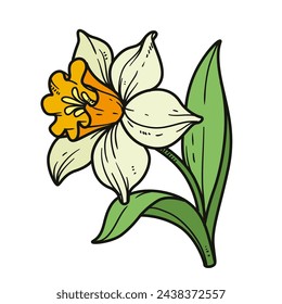 Narcissus flower for coloring book color variation on white background. Image produced without the use of any form of AI software at any stage 