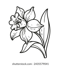 Narcissus flower for coloring book linear drawing isolated on white background. Image produced without the use of any form of AI software at any stage.