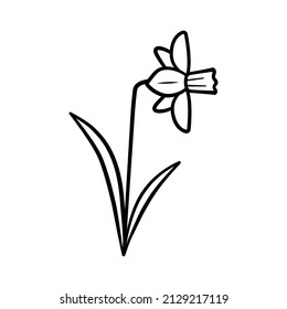 Narcissus flower in doodle line style. Hand drawn sketch icon of daffodil. Isolated vector illustration.