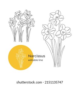 Narcissus flower was drawn in a minimalistic style with a line. Part of the collection of main flowers. Editable line.