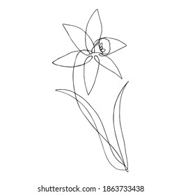 Narcissus flower drawn with one line. Vector illustration in line art style isolated on white background. Minimalistic spring image