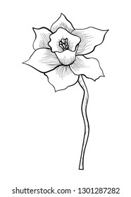 Narcissus flower - hand drawn vector illustration