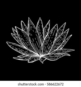 narcissus, flower image for Tattoo. Label, decorative element for design. Printing on fabric or mug. Vector illustration, isolated. Linear ink drawing, handmade.